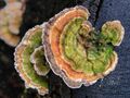Stump fungus