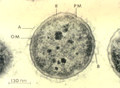 A. Salmonicida