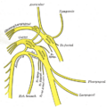 Glossopharyngeal nerve