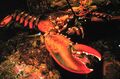 Lobster