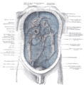 Phrenicocolic ligament