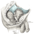 Muscles of the pelvic diaphragm, inferior view
