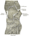 Gray's Anatomy illustration 360