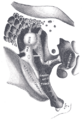 Gray's Anatomy Diagram