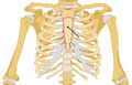 Position of the sternum the thoracic cage.
