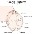 Fibrous_joint