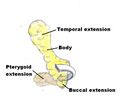Diagram of buccal fat