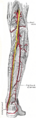 Tibialis posterior muscle