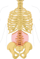 Lumbar