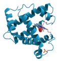 Myoglobin