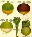 Turnips, a root vegetable with a mild, peppery flavor.