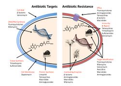 Antibiotic resistance mechanisms