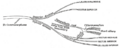 Cavernous nerve plexus