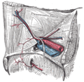 Hesselbach's triangle