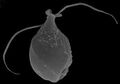 Telonema rivulare (electron micrography)