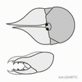Chelicerae movement