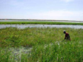 African rice in Niger