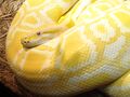 Amelanistic Burmese Python