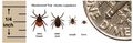Deer tick Ixodes scapularis