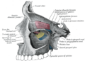 Anatomy of the orbit from Gray's Anatomy