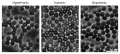 Human Erythrocytes Osmotic Pressure Phase Contrast Plain