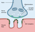 Neuromuscular junction illustration