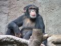 Chimpanzee at Zoo Leipzig