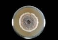 Sporothrix schenckii PHIL 3943 lores