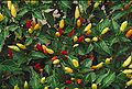 Tabasco peppers