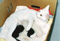 White cat nursing four kittens
