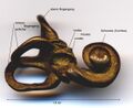 Inner ear