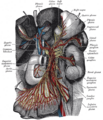 Celiac ganglia