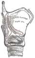 The cartilages of the larynx. Posterior view