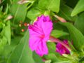 Four o'clock plant