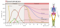Hematopoesis EN