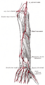 Extensor pollicis brevis muscle