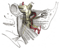 Middle meningeal artery