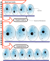 Hyperplasia vs Hypertrophy