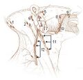 Occipital lymph nodes