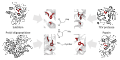 Convergent evolution
