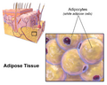 Diagram of adipose tissue