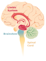 Diagram of the limbic system