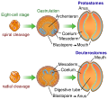 Protostome
