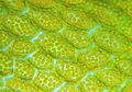 Mnium moss