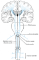 Sensory decussation