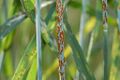 Close-up of stem rust on wheat