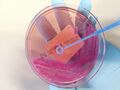 Petri dish with bacterial culture