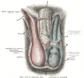Scrotum