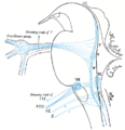 Cranial nerve nucleus
