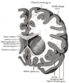 Lentiform nucleus in a horizontal section of the brain